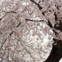Blossom View 1